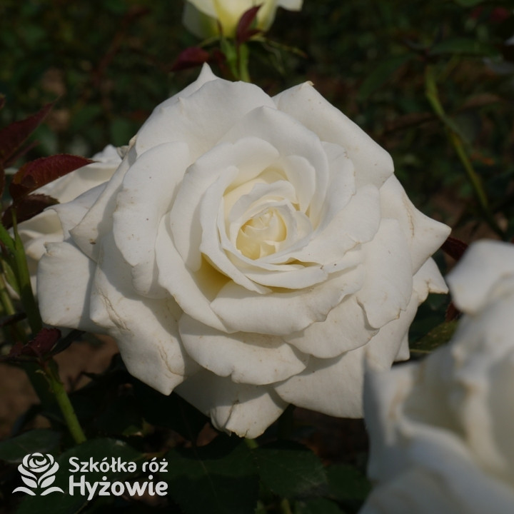Róża wielkokwiatowa Memoire®| Szkółka Róż Hyżowie | Kordes Rosen