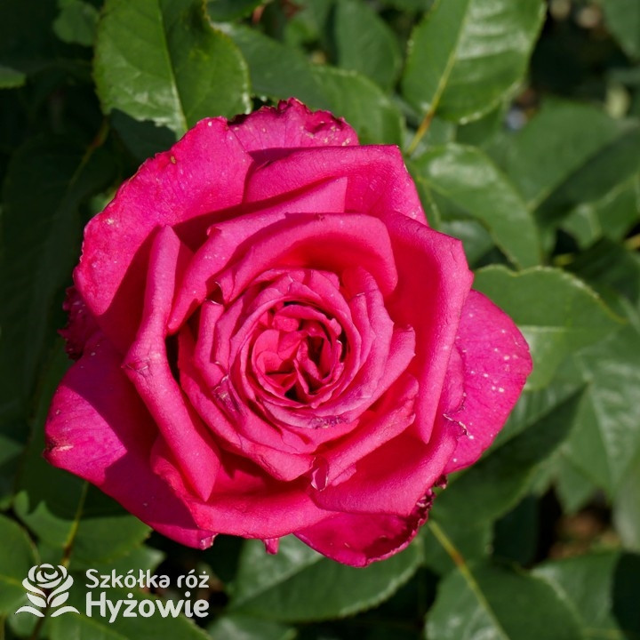 Róża wielkokwiatowa Noblesse® | Szkółka Róż Hyżowie | Rosen Tantau