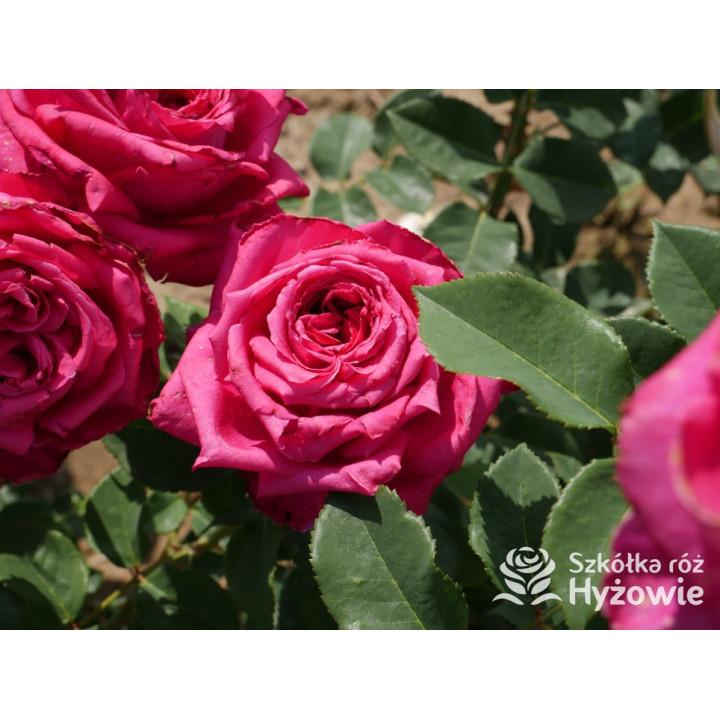 Noblesse® - Róże Wielkokwiatowe - 