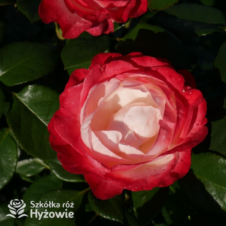Róża wielkokwiatowa Nostalgie® | Szkółka Róż Hyżowie | Rosen Tantau
