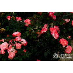 Nostalgie® - Róże Wielkokwiatowe -  Nostalgie® - Róże Wielkokwiatowe -