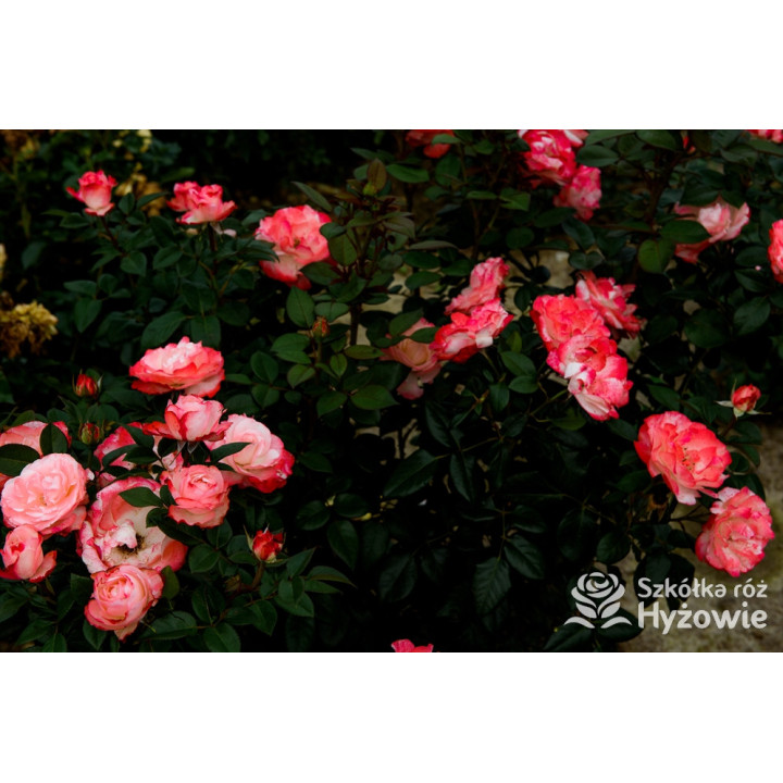 Nostalgie® - Róże Wielkokwiatowe -  Nostalgie® - Róże Wielkokwiatowe -