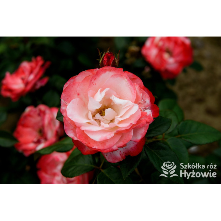 Nostalgie® - Róże Wielkokwiatowe -  Nostalgie® - Róże Wielkokwiatowe -