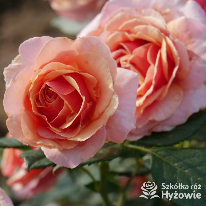 Róża wielkokwiatowa Orange Spot™| Szkółka Róż Hyżowie | Roses Forever ApS 2020.