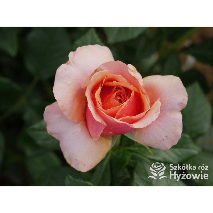 Orange Sunrise™ / Orange Spot™ - Róże Wielkokwiatowe - 