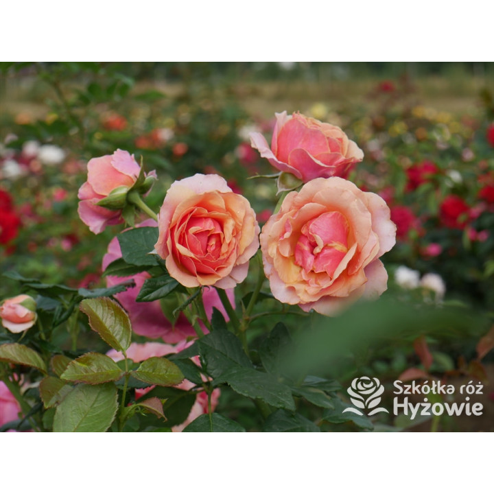 Orange Sunrise™ / Orange Spot™ - Róże Wielkokwiatowe - 