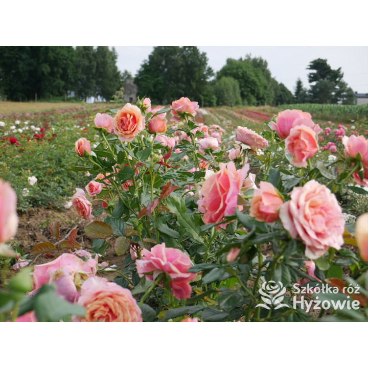 Orange Sunrise™ / Orange Spot™ - Róże Wielkokwiatowe - 