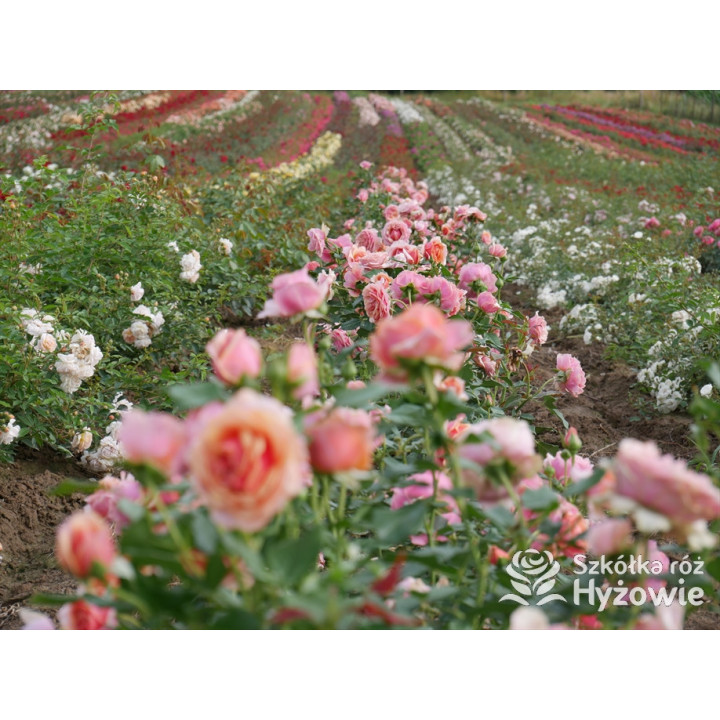 Orange Sunrise™ / Orange Spot™ - Róże Wielkokwiatowe - 