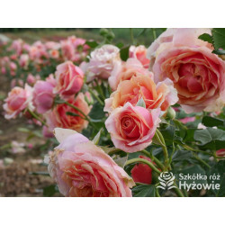 Orange Sunrise™ / Orange Spot™ - Róże Wielkokwiatowe - 