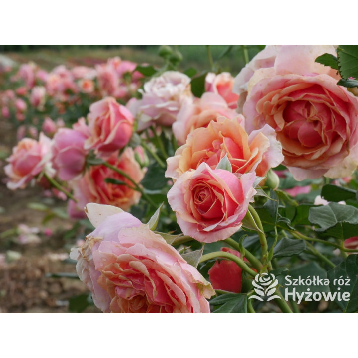 Orange Sunrise™ / Orange Spot™ - Róże Wielkokwiatowe - 