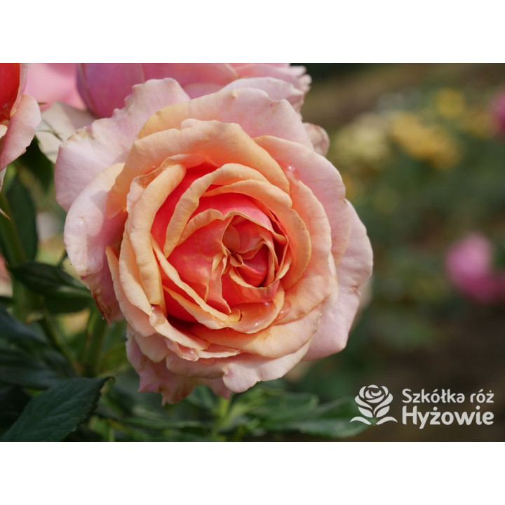 Orange Sunrise™ / Orange Spot™ - Róże Wielkokwiatowe - 