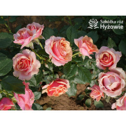 Orange Sunrise™ / Orange Spot™ - Róże Wielkokwiatowe - 