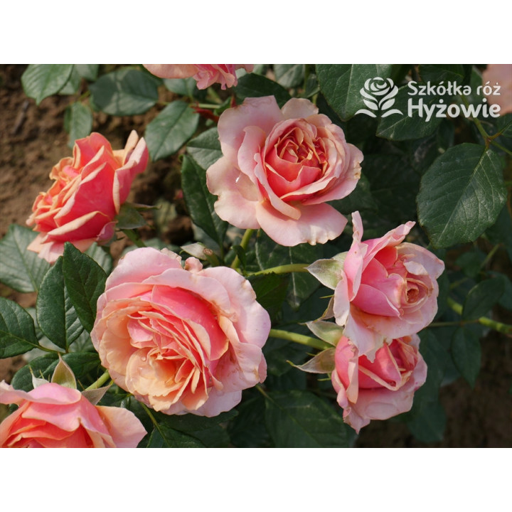 Orange Sunrise™ / Orange Spot™ - Róże Wielkokwiatowe - 