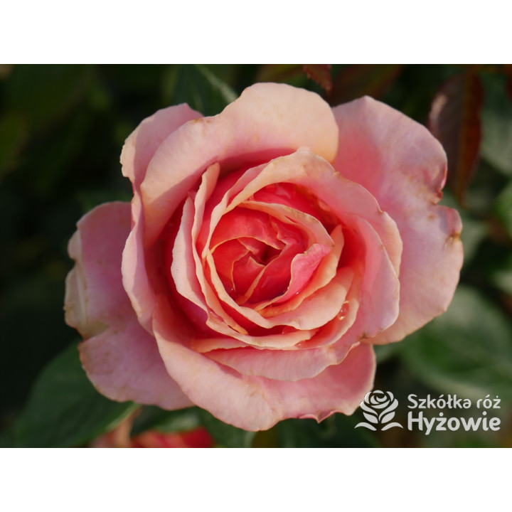 Orange Sunrise™ / Orange Spot™ - Róże Wielkokwiatowe - 