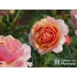 Orange Sunrise™ / Orange Spot™ - Róże Wielkokwiatowe - 