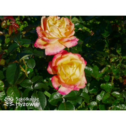 Oriental Peace® dawna nazwa 'Orient Express' - Róże Wielkokwiatowe -  Oriental Peace® dawna nazwa 'Orient Express' - Róże Wielkokwiatowe -