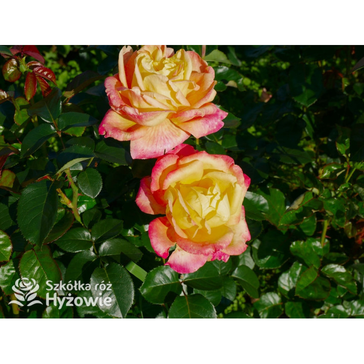 Oriental Peace® dawna nazwa 'Orient Express' - Róże Wielkokwiatowe -  Oriental Peace® dawna nazwa 'Orient Express' - Róże Wielkokwiatowe -