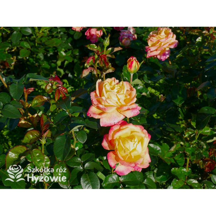 Oriental Peace® dawna nazwa 'Orient Express' - Róże Wielkokwiatowe -  Oriental Peace® dawna nazwa 'Orient Express' - Róże Wielkokwiatowe -