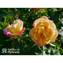 Oriental Peace® dawna nazwa 'Orient Express' - Róże Wielkokwiatowe -  Oriental Peace® dawna nazwa 'Orient Express' - Róże Wielkokwiatowe -