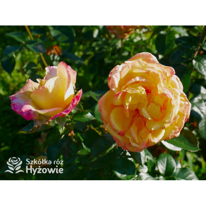 Oriental Peace® dawna nazwa 'Orient Express' - Róże Wielkokwiatowe -  Oriental Peace® dawna nazwa 'Orient Express' - Róże Wielkokwiatowe -