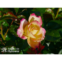 Oriental Peace® dawna nazwa 'Orient Express' - Róże Wielkokwiatowe -  Oriental Peace® dawna nazwa 'Orient Express' - Róże Wielkokwiatowe -