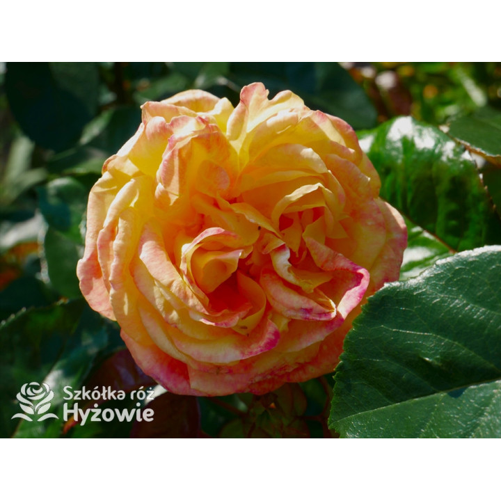 Oriental Peace® dawna nazwa 'Orient Express' - Róże Wielkokwiatowe -  Oriental Peace® dawna nazwa 'Orient Express' - Róże Wielkokwiatowe -