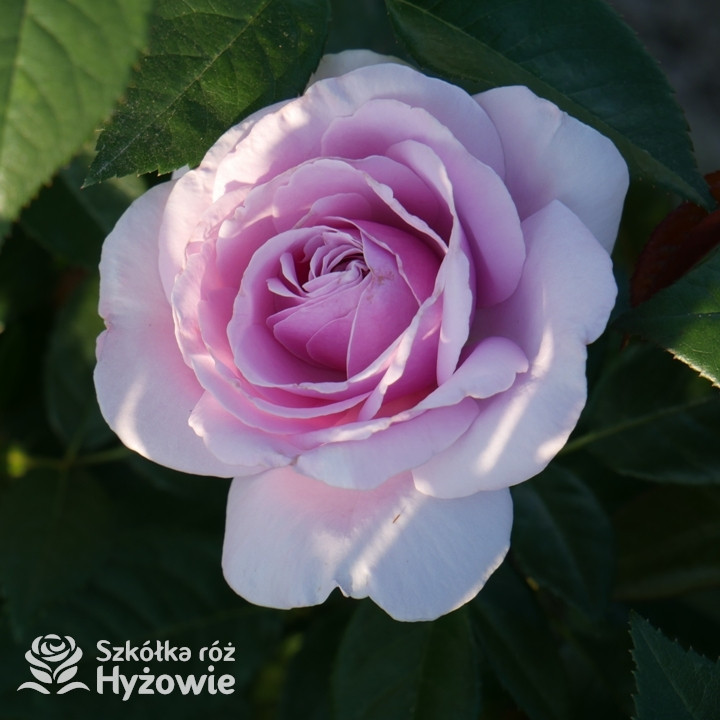 Róża wielkokwiatowa Pacific Blue® | Szkółka Róż Hyżowie | Rosen Tantau