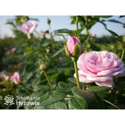 Pacific Blue® - Róże Wielkokwiatowe -  Pacific Blue® - Róże Wielkokwiatowe -