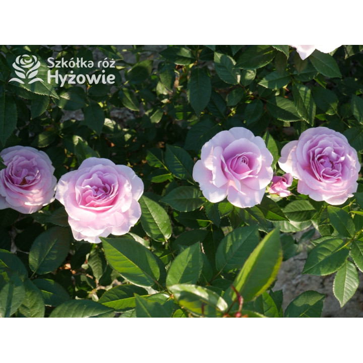 Pacific Blue® - Róże Wielkokwiatowe -  Pacific Blue® - Róże Wielkokwiatowe -