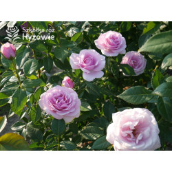 Pacific Blue® - Róże Wielkokwiatowe -  Pacific Blue® - Róże Wielkokwiatowe -