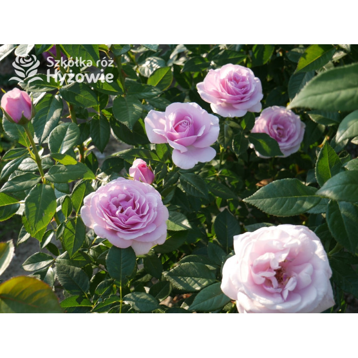 Pacific Blue® - Róże Wielkokwiatowe -  Pacific Blue® - Róże Wielkokwiatowe -