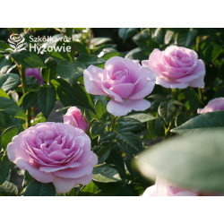 Pacific Blue® - Róże Wielkokwiatowe -  Pacific Blue® - Róże Wielkokwiatowe -
