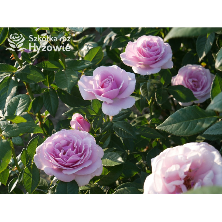 Pacific Blue® - Róże Wielkokwiatowe -  Pacific Blue® - Róże Wielkokwiatowe -