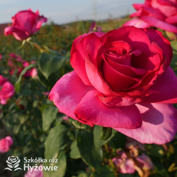 Róża wielkokwiatowa Parole® | Szkółka Róż Hyżowie | Kordes Rosen