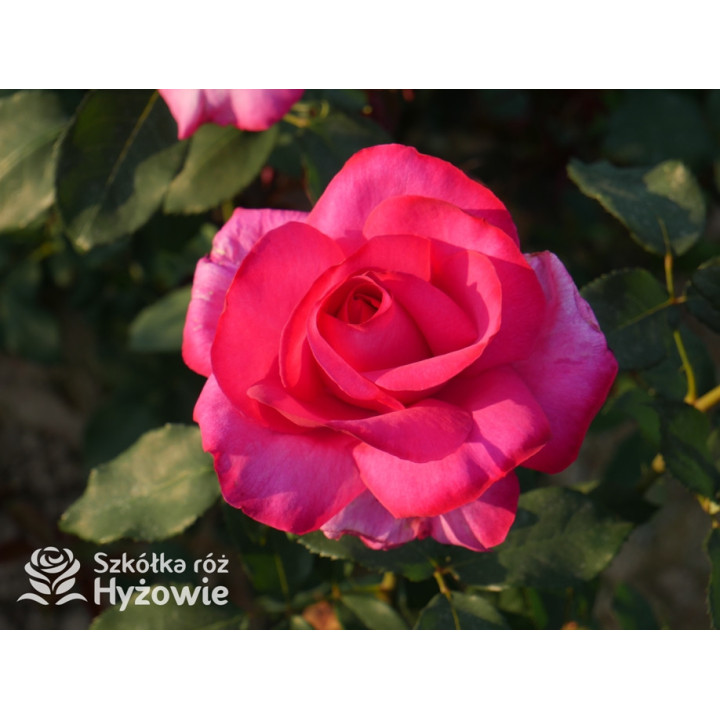 Parole® - Róże Wielkokwiatowe -  Parole® - Róże Wielkokwiatowe -