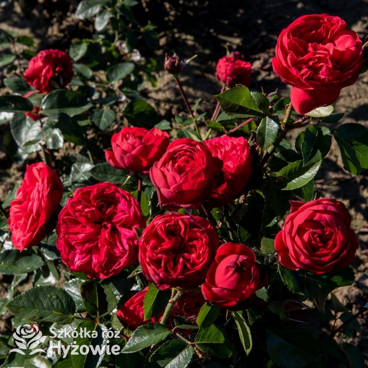 Róże Tantau Piano | Rosen Tantau | Szkółka Róż Hyżowie