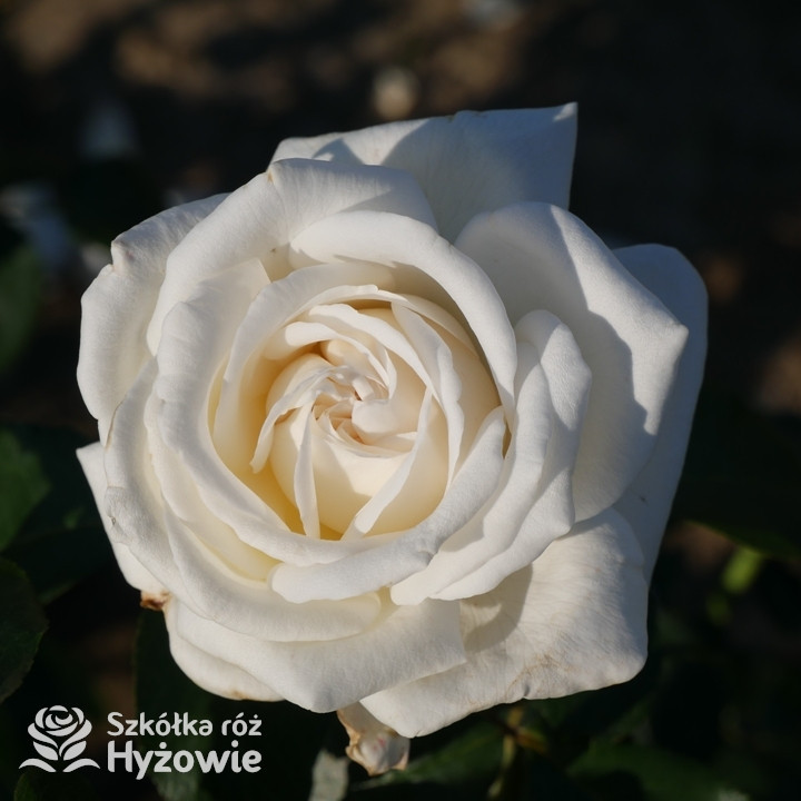 Róża wielkokwiatowa Pierre Arditi® | Szkółka Róż Hyżowie | Meilland International