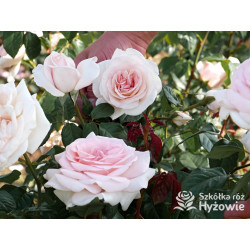 Prince Jardinier® / Schloss Ippenburg® - Róże Wielkokwiatowe - 