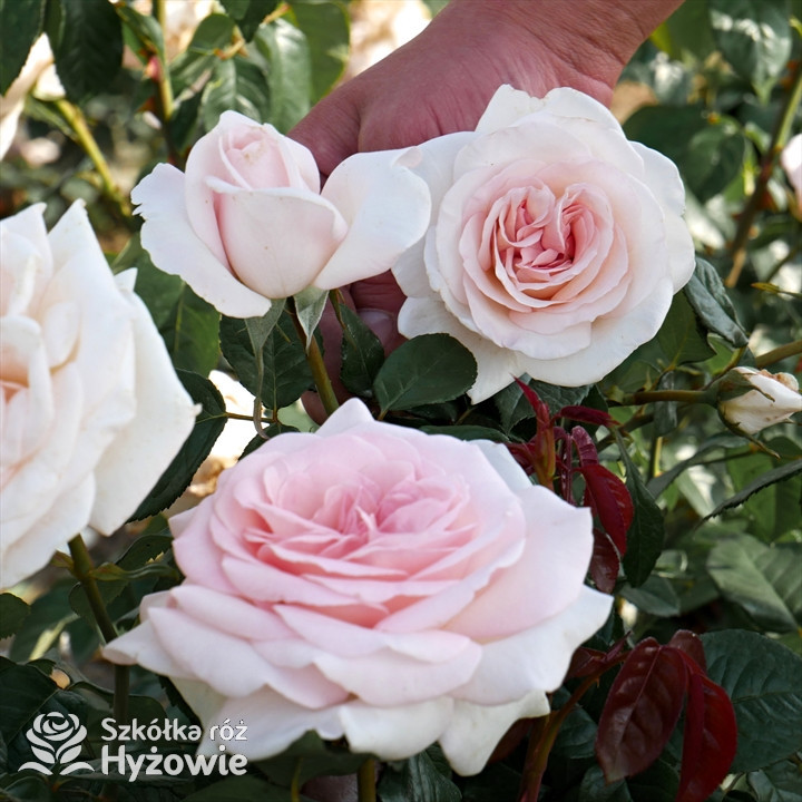 Róża wielkokwiatowa  Prince Jardinier | Szkółka Róż Hyżowie | Meilland