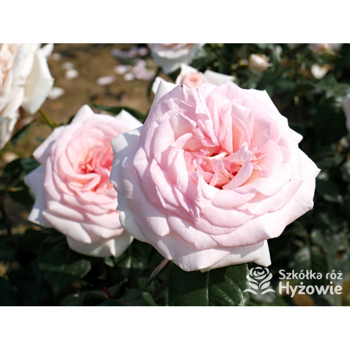 Prince Jardinier® / Schloss Ippenburg® - Róże Wielkokwiatowe - 