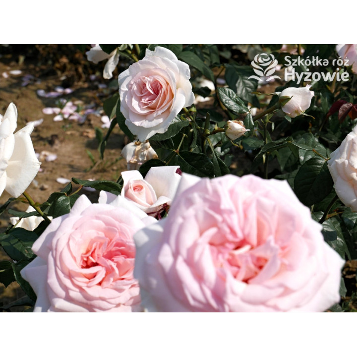 Prince Jardinier® / Schloss Ippenburg® - Róże Wielkokwiatowe - 