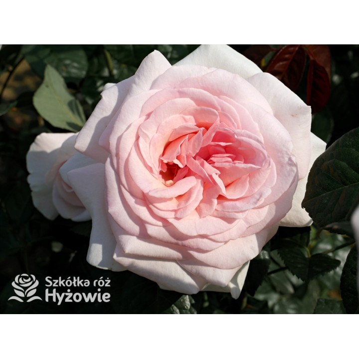 Prince Jardinier® / Schloss Ippenburg® - Róże Wielkokwiatowe - 