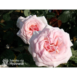 Prince Jardinier® / Schloss Ippenburg® - Róże Wielkokwiatowe - 