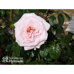 Prince Jardinier® / Schloss Ippenburg® - Róże Wielkokwiatowe - 