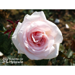 Prince Jardinier® / Schloss Ippenburg® - Róże Wielkokwiatowe - 