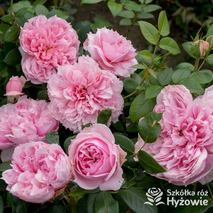Róża wielkokwiatowa Schöne Maid® | Szkółka Róż Hyżowie | Rosen Tantau