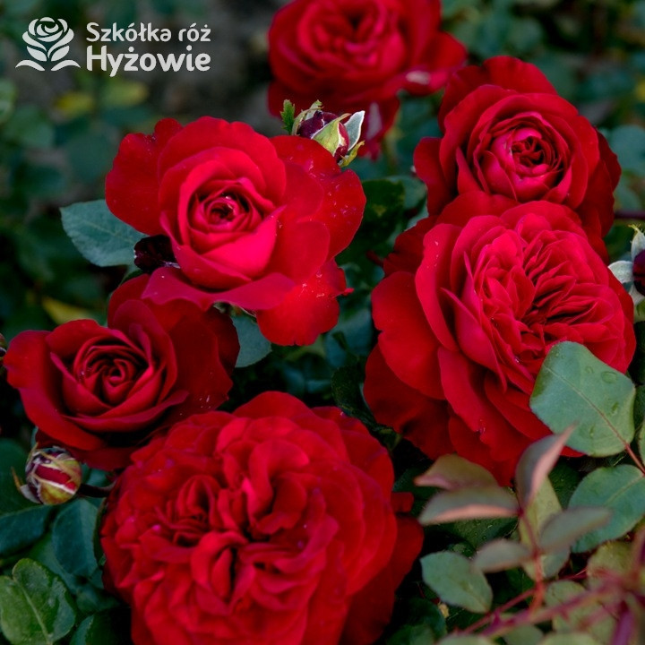 Róża wielkokwiatowa Störtebeker® | Szkółka Róż Hyżowie | Rosen Tantau