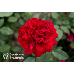 Störtebeker® - Róże Wielkokwiatowe - 