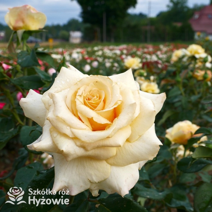 Róża wielkokwiatowa Sunny Sky® | Szkółka Róż Hyżowie | Kordes Rosen