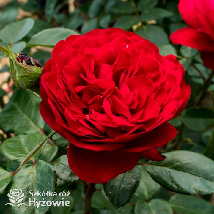 Róża wielkokwiatowa Tiamo® | Szkółka Róż Hyżowie | Kordes Rosen